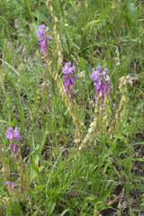 Polygala anatolica