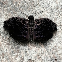 Cycloglypha thrasibulus