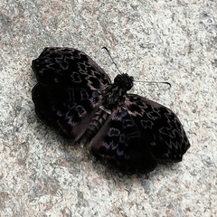 Cycloglypha thrasibulus