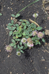 Trifolium ambiguum
