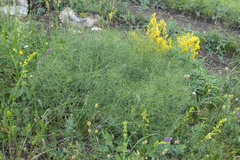 Bilacunaria microcarpos