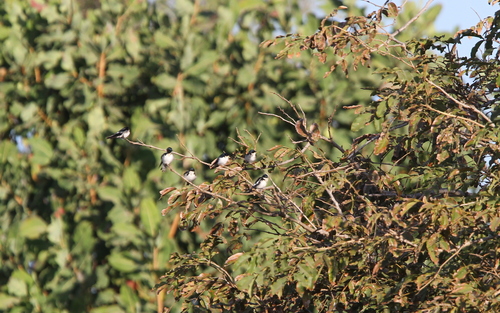 Pied-winged Swallow (Hirundo leucosoma), photo 4
