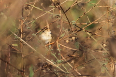 Cisticola cantans