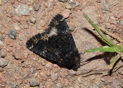 Catephia alchymista