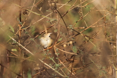 Cisticola cantans