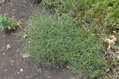 Bilacunaria microcarpos