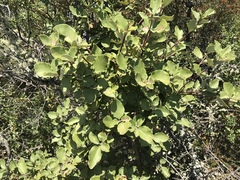 Garrya elliptica