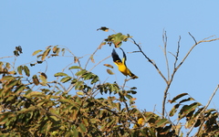 Oriolus auratus