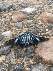 Lepidoptera