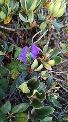 Aconitum fukutomei