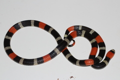 Micrurus lemniscatus