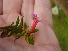 Cuphea lanceolata