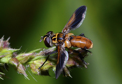 Galactomyia