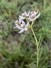 Asclepias brevicuspis