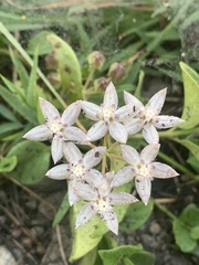 Asclepias brevicuspis