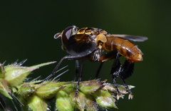 Galactomyia