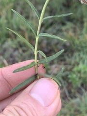 Asclepias brevicuspis