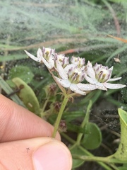 Asclepias brevicuspis