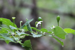 Capsicum annuum glabriusculum