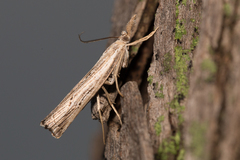 Fissicrambus profanellus