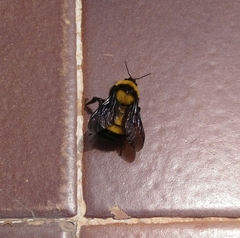 Bombus sonorus