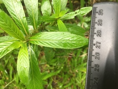 Hygrophila lacustris
