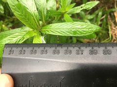 Hygrophila lacustris