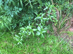 Hygrophila lacustris