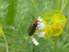 Cauchas rufifrontella