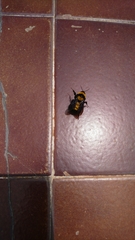 Bombus sonorus