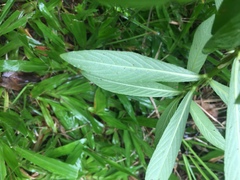 Hygrophila lacustris