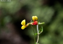 Acmispon oroboides