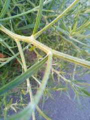 Corispermum hyssopifolium