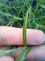 Corispermum hyssopifolium
