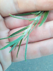 Corispermum hyssopifolium