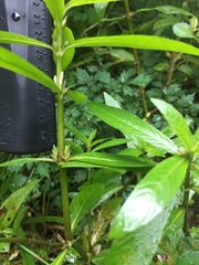 Hygrophila lacustris