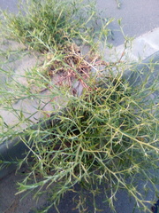 Corispermum hyssopifolium