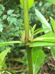 Hygrophila lacustris
