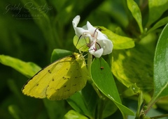 Eurema hecabe