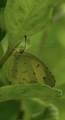 Eurema hecabe