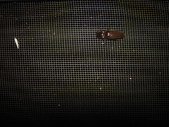 Deilelater physoderus