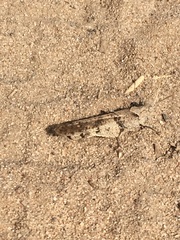 Trimerotropis thalassica