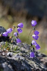 Campanula scheuchzeri
