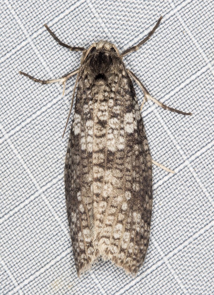 Lepidoscia euryptera