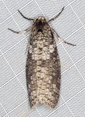 Lepidoscia euryptera