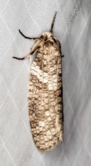 Lepidoscia euryptera