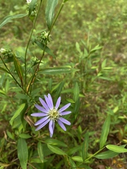 Symphyotrichum retroflexum