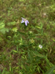 Symphyotrichum retroflexum
