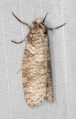 Lepidoscia euryptera