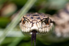 Vipera ursinii
